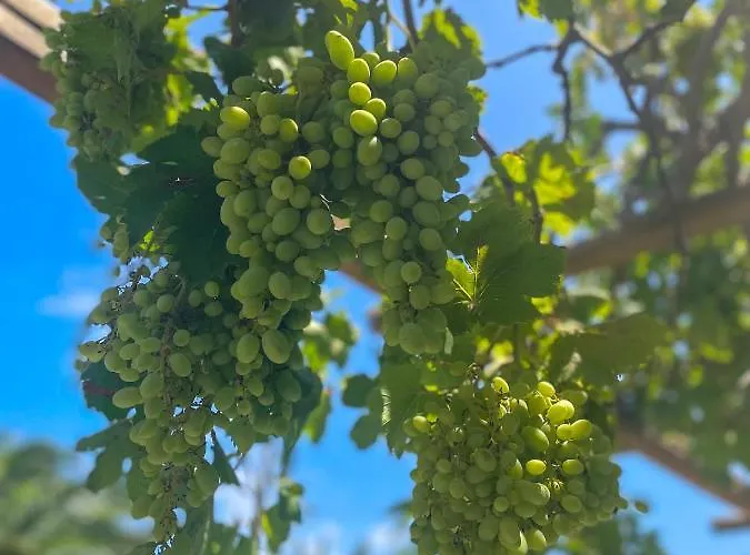 Ancient Meropia - Eden Apollonía