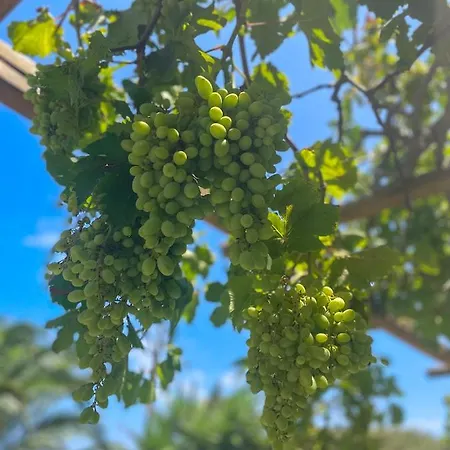 Ancient Meropia - Eden Απολλωνία